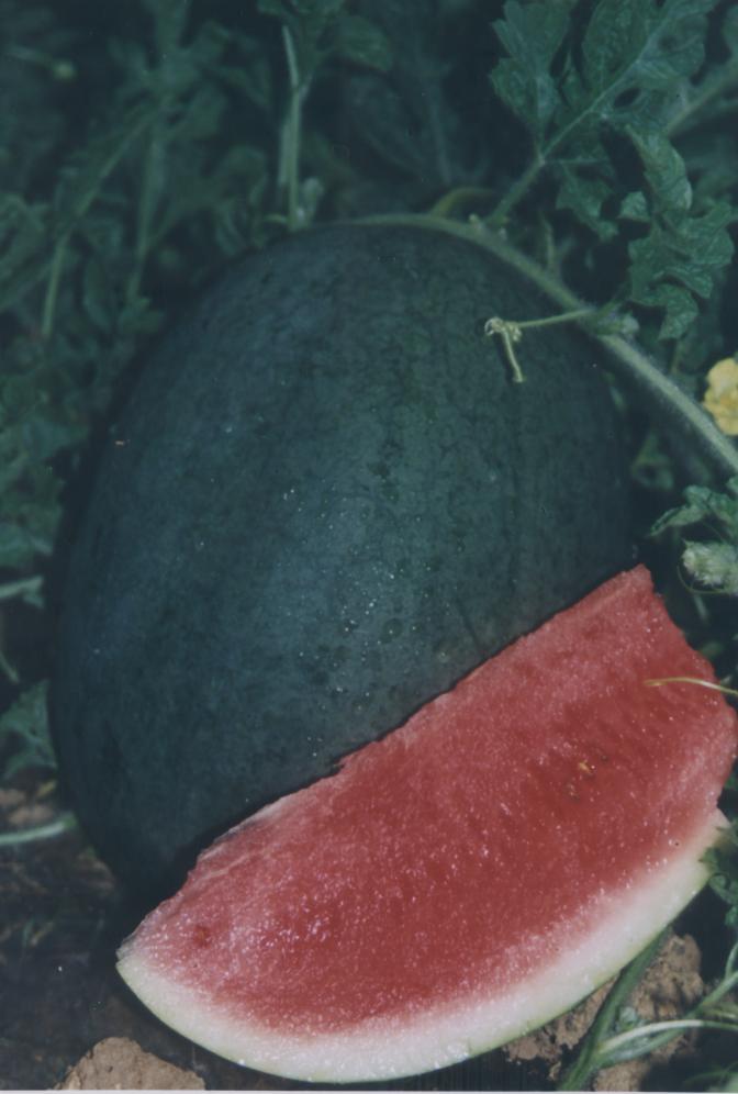  p>爱能5号西瓜(湘审瓜2012001)是湖南生物机电职业技术学院选育的中