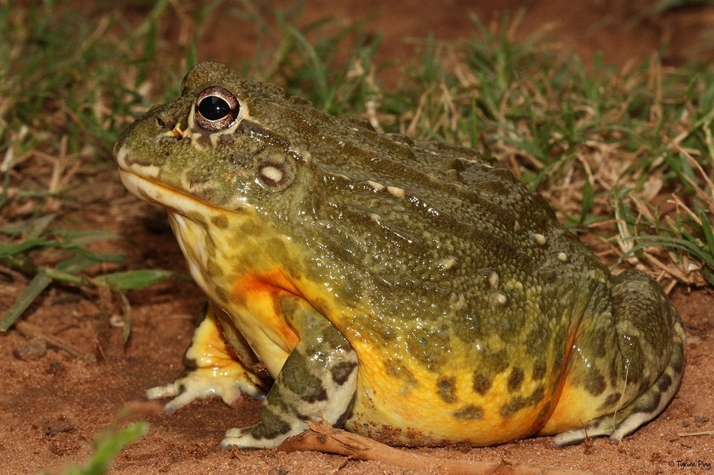  p>非洲牛箱头蛙, i>pyxicephalus adspersus /i>,简称非洲牛蛙,体型