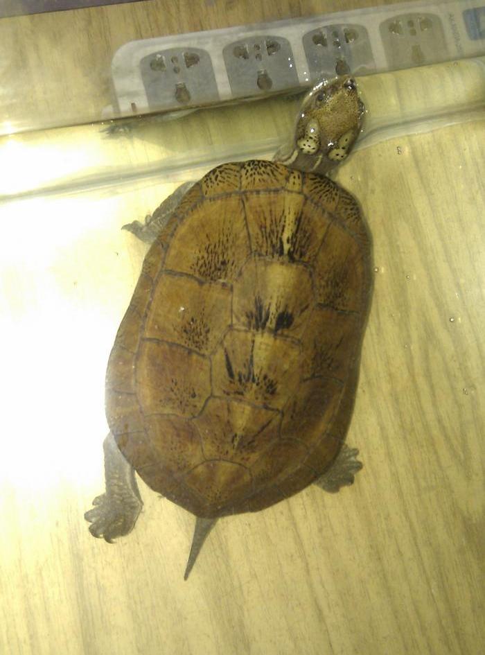 四眼斑水龟