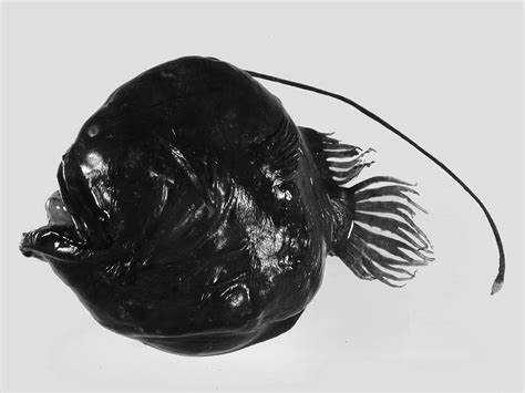 data-lemmaid="55497496">后棘双角鮟鱇属 /a>的一种鱼类