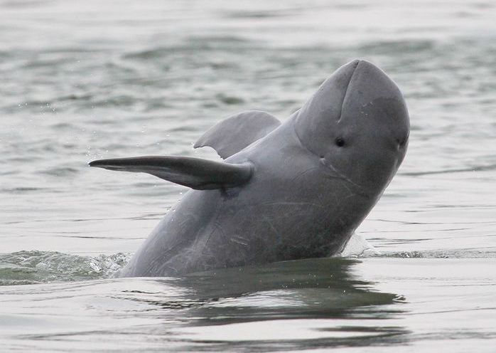  i>orcaella brevirostris /i>)是海豚科,短吻海豚属的海洋哺乳动物