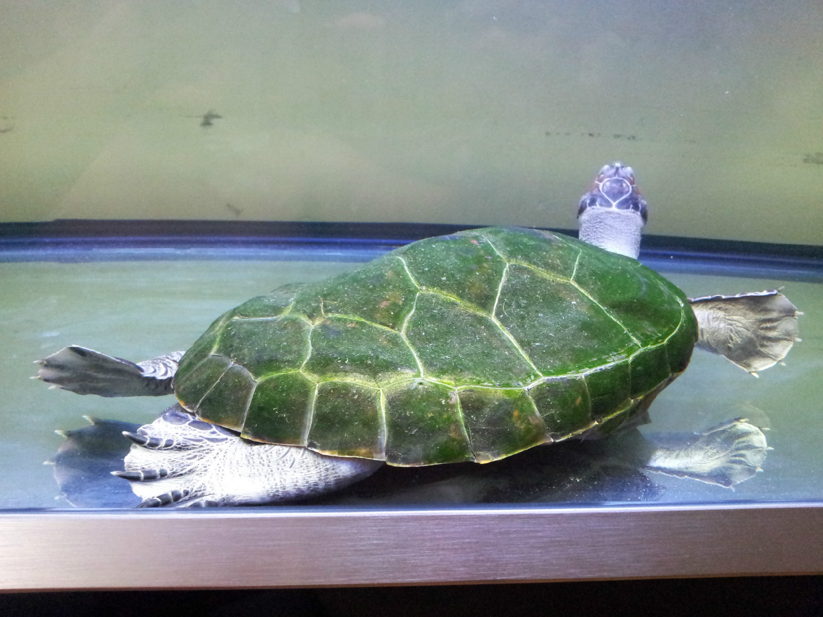  p>黄头侧颈龟(学名: i>podocnemis unifilis /i>)是侧颈龟科,南美侧