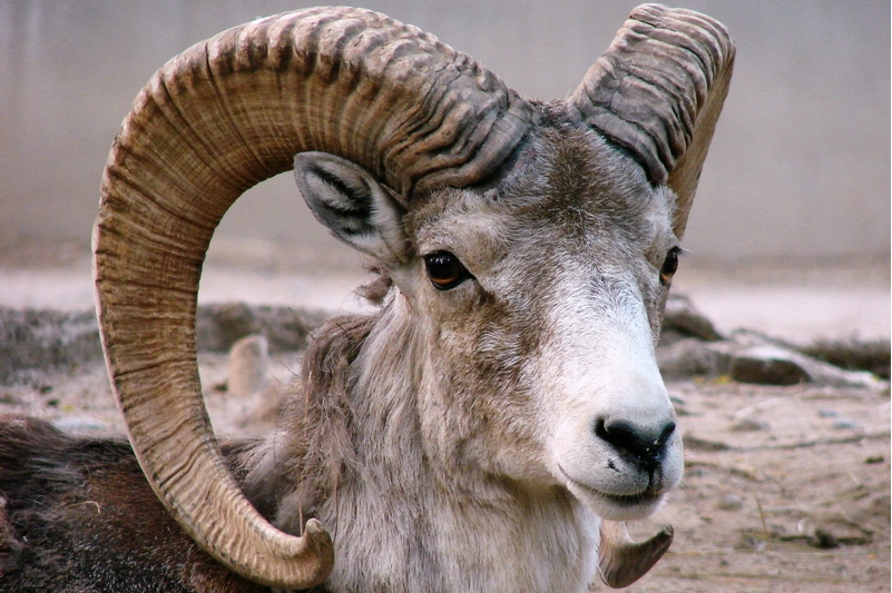  p>西藏盘羊(学名: i>ovis hodgsoni /i>):是牛科,盘羊属动物.