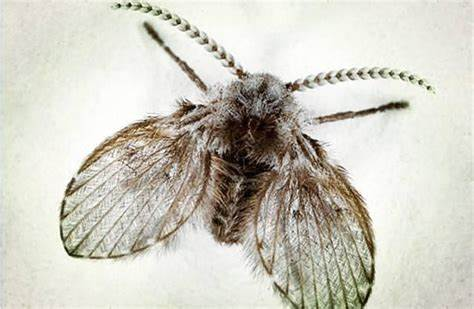 蛾蚋 这种生物令人有些烦 百科ta说