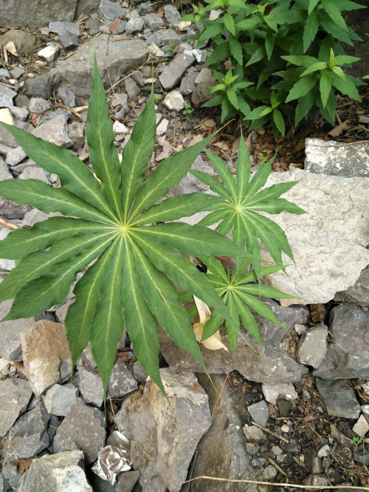  p data-id="txtqydaqamix">天南星( i>arisaema heterophyllum  /i>