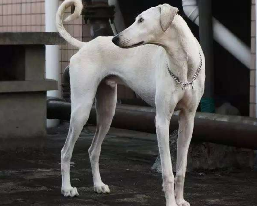 山东细犬：曾经的我满载荣耀，如今的我几近灭绝_百科TA说