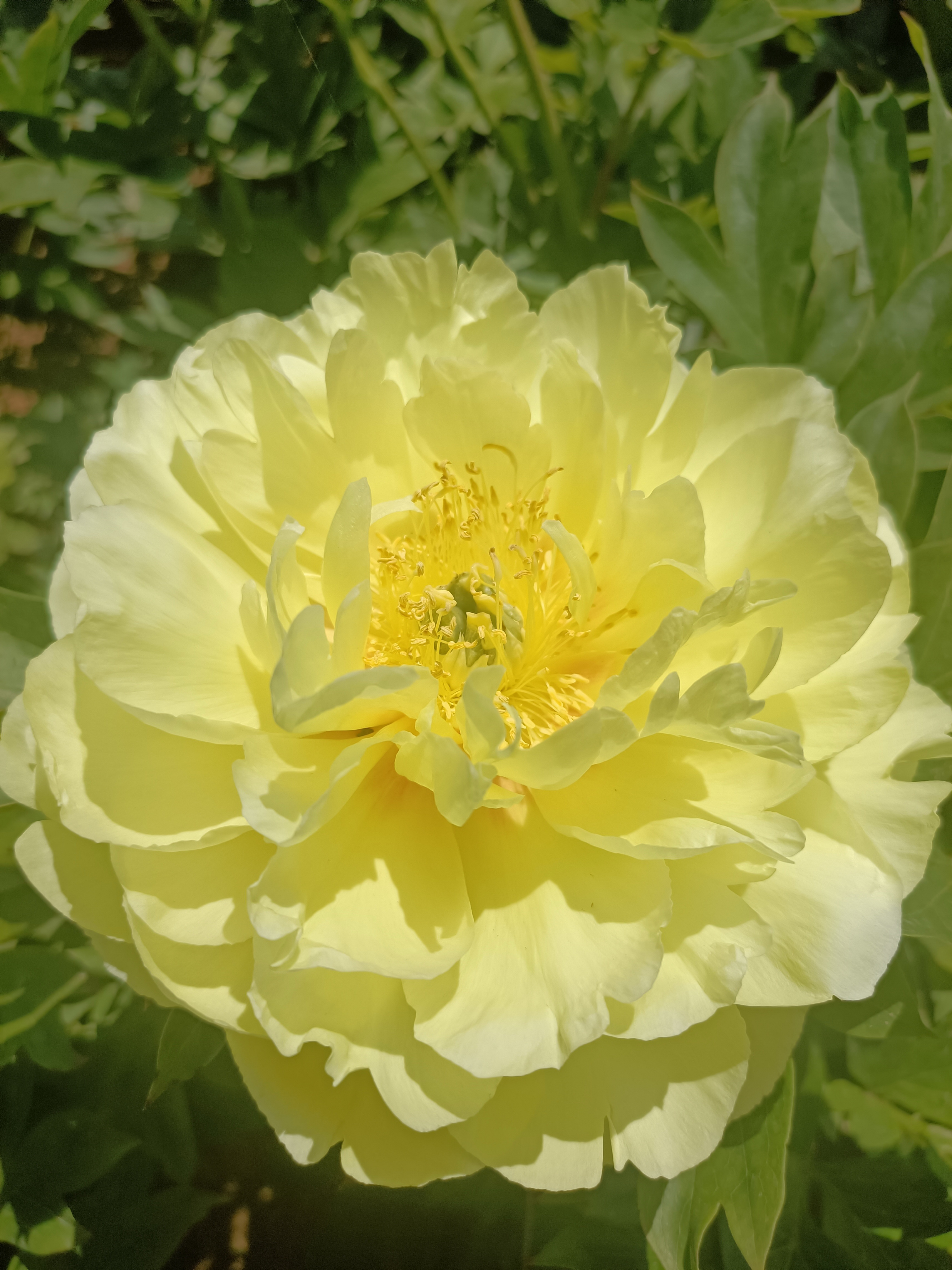  p data-id="tbfl1zarxmpi">巴茨拉,牡丹花品种,半重瓣型,中花品种.