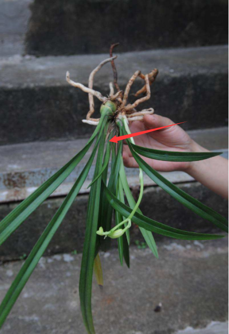 兰花残花别乱剪，剪小留大，养分不浪费，养苗又壮根_百科TA说