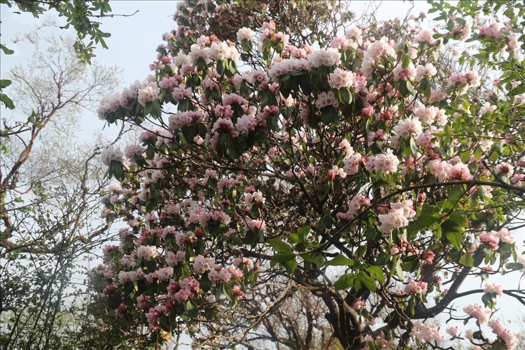  p>灵宝杜鹃(学名: i>rhododendron henanense /i> subsp.