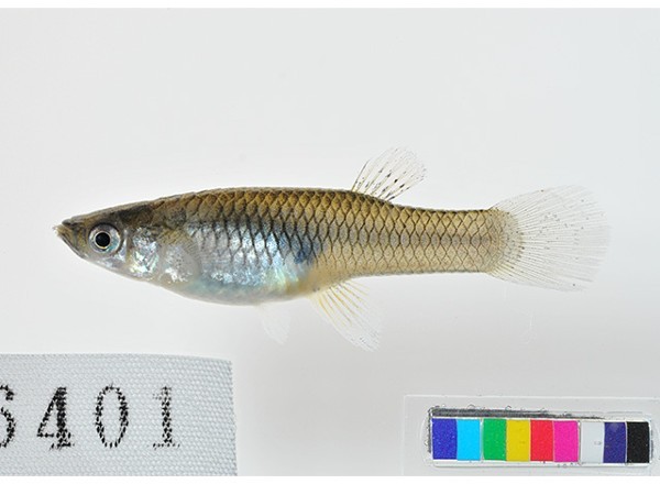  p>食蚊鱼(学名: i>gambusia affinis /i>)是胎鳉科,食蚊鱼属鱼类.