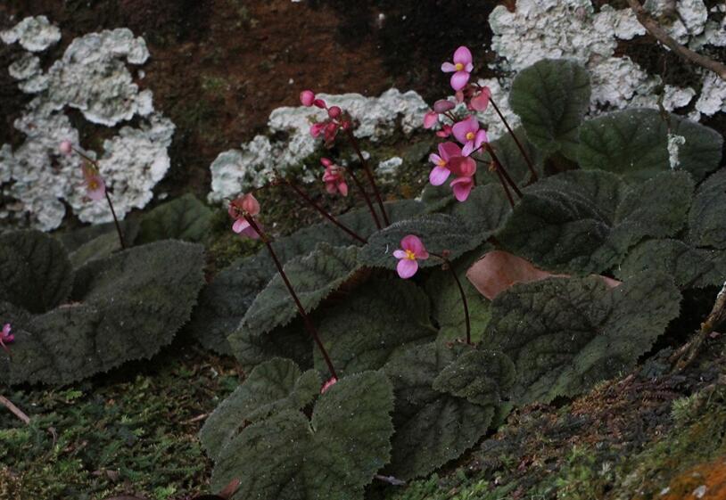  p data-id="gnbxxbga2h">紫背天葵( i>begonia fimbristipula /i>