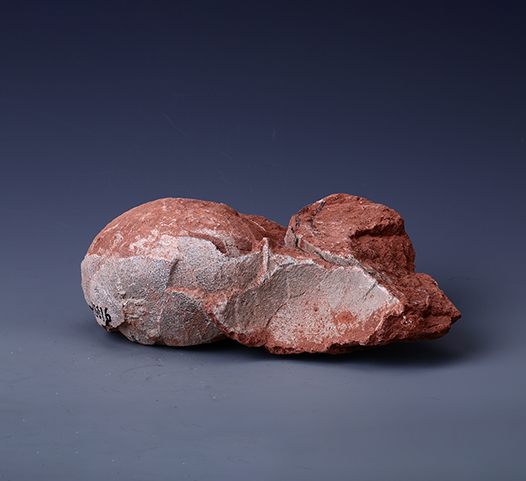 白垩纪恐龙蛋化石