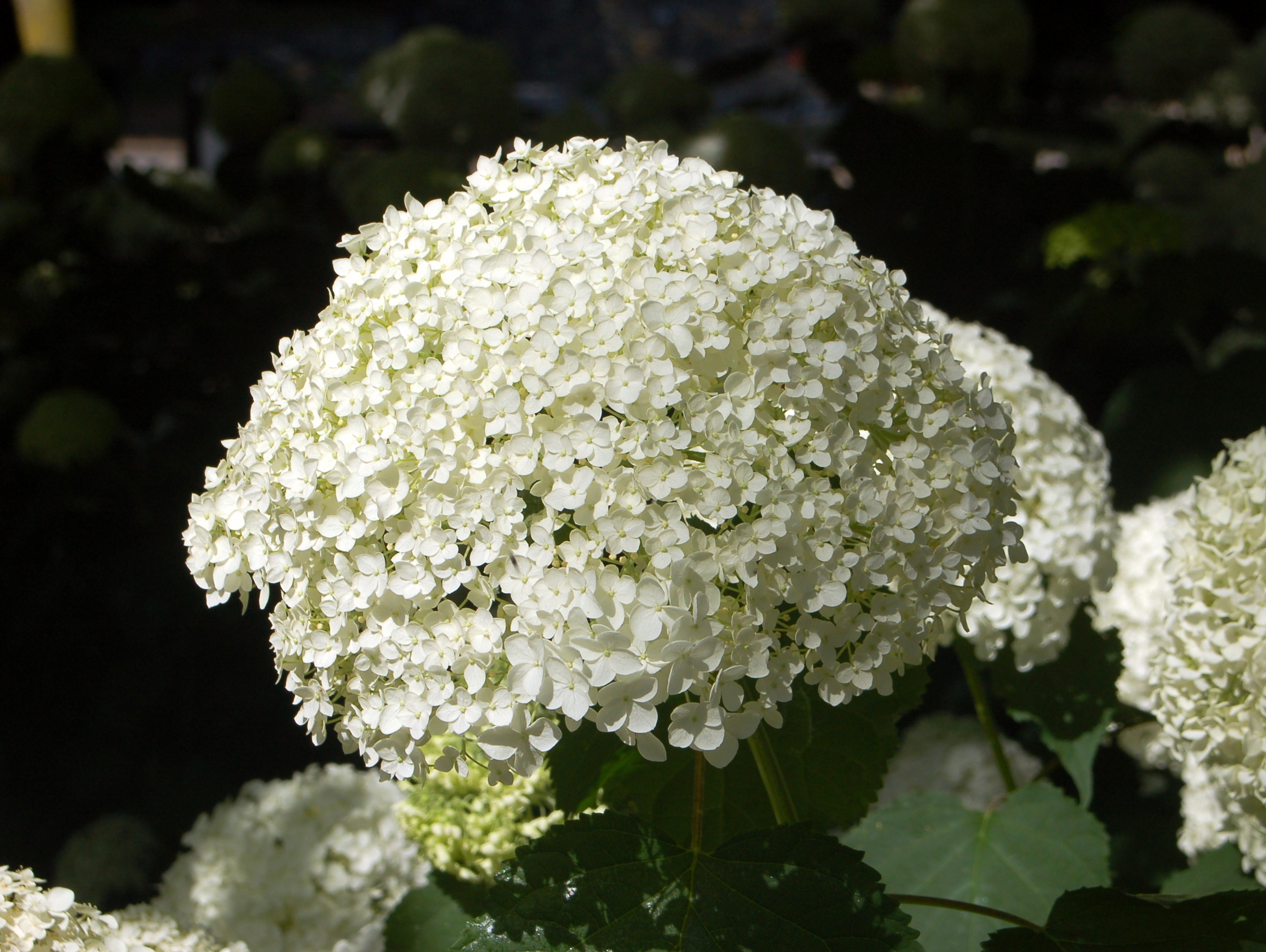 为绣球花科植物.