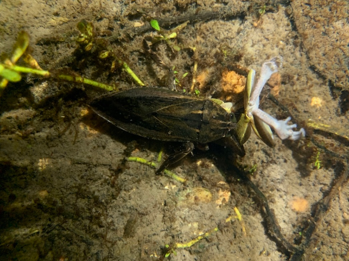 田鳖（田鳖属物种的统称）_百度百科