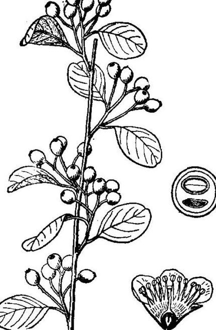  p data-id="gn2u6ii0o8">灰毛钝叶栒子(学名:cotoneaster hebephyll