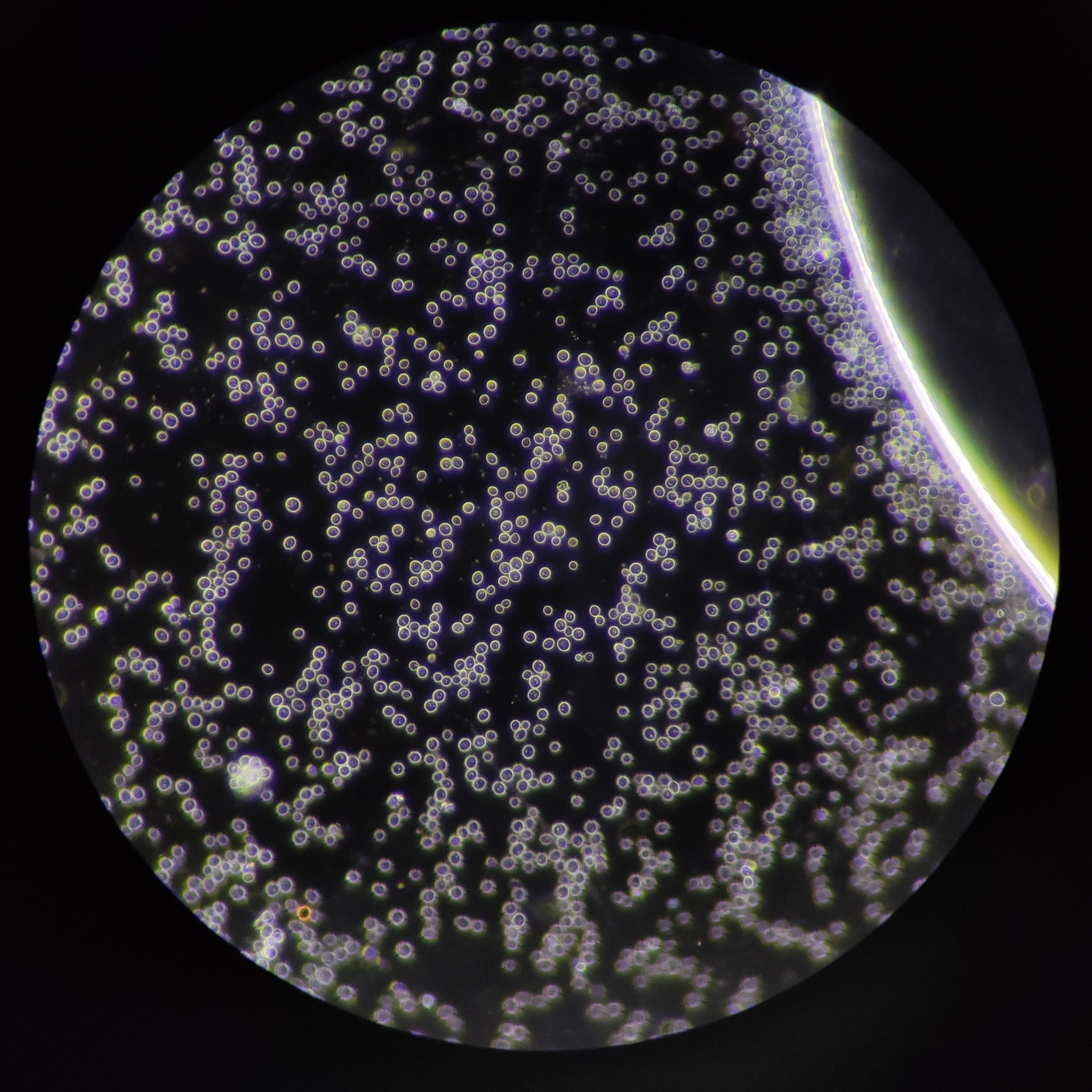 data-lemmaid="7425888">受体细胞 /a>,培养酵母菌和培养 a target="