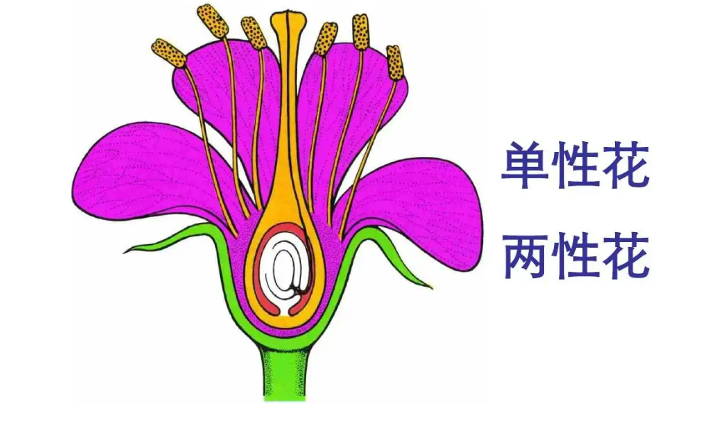 单性花和双性花区别 百科ta说