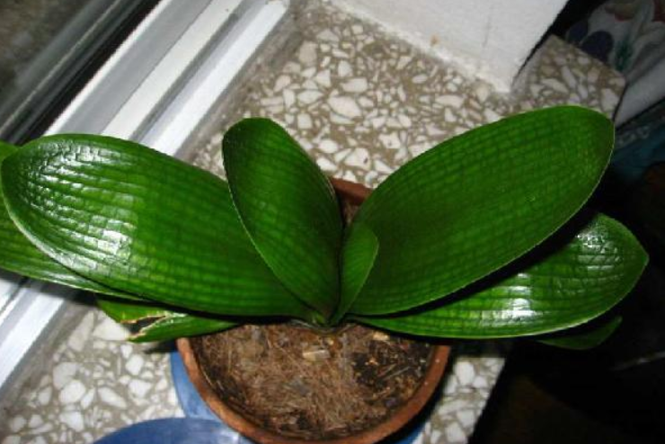 和尚头君子兰怎么鉴别 - 知晓星球