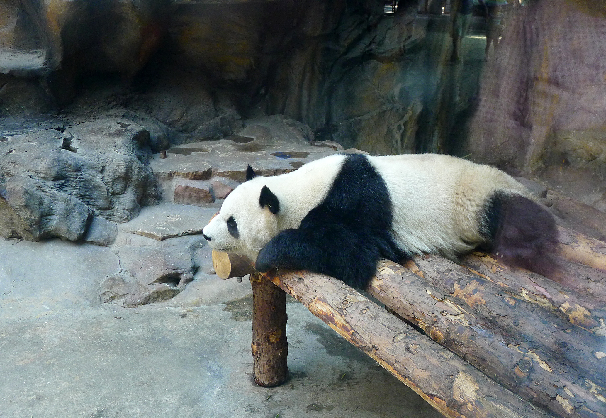 北京动物园大熊猫馆