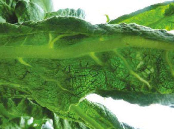  p>烟草曲叶病是由双生病毒科,菜豆金色花叶病毒属近20种病毒引起的