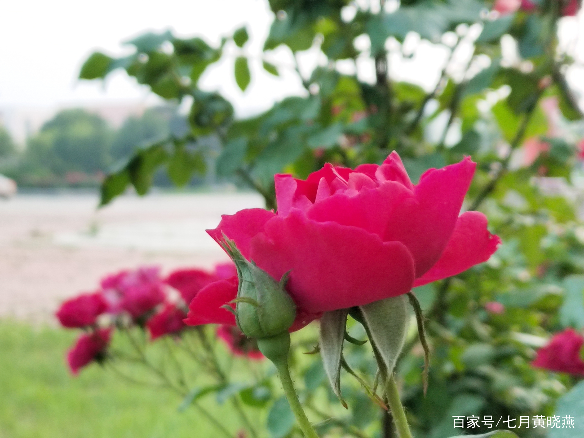 美丽七月常见的几种花，你喜欢哪一种_百科TA说