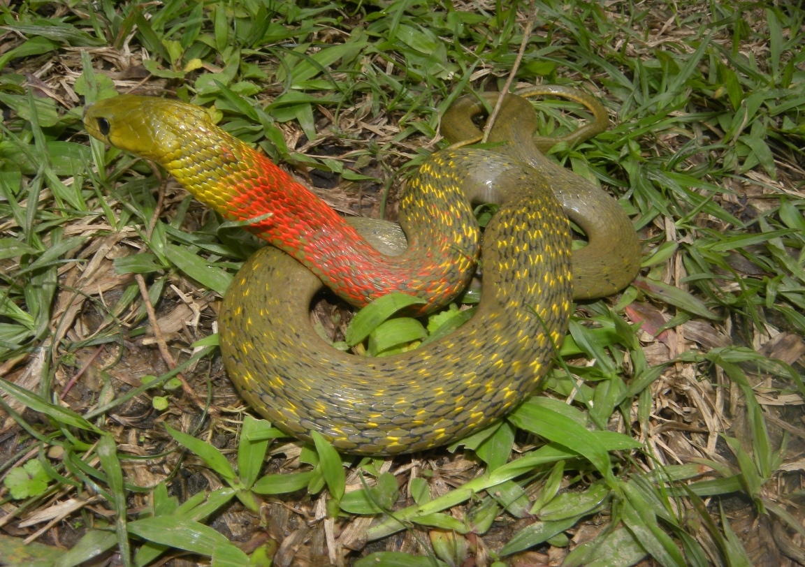 jtt3cnh">虎斑颈槽蛇(学名: i>rhabdophis tigrinus /i>)俗名野鸡脖子
