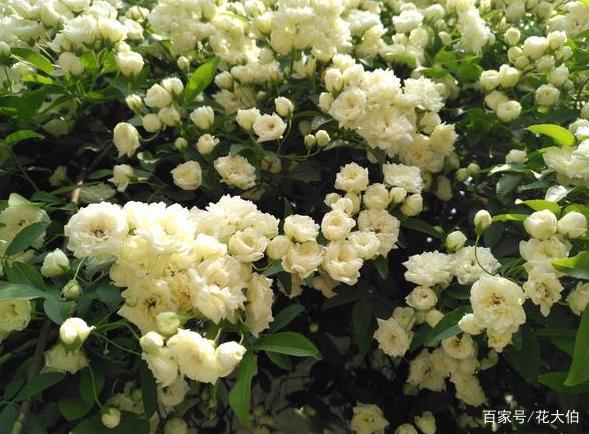 它形似花中皇后月季，花小而密、香味浓郁，盆栽极其容易养活_百科TA说