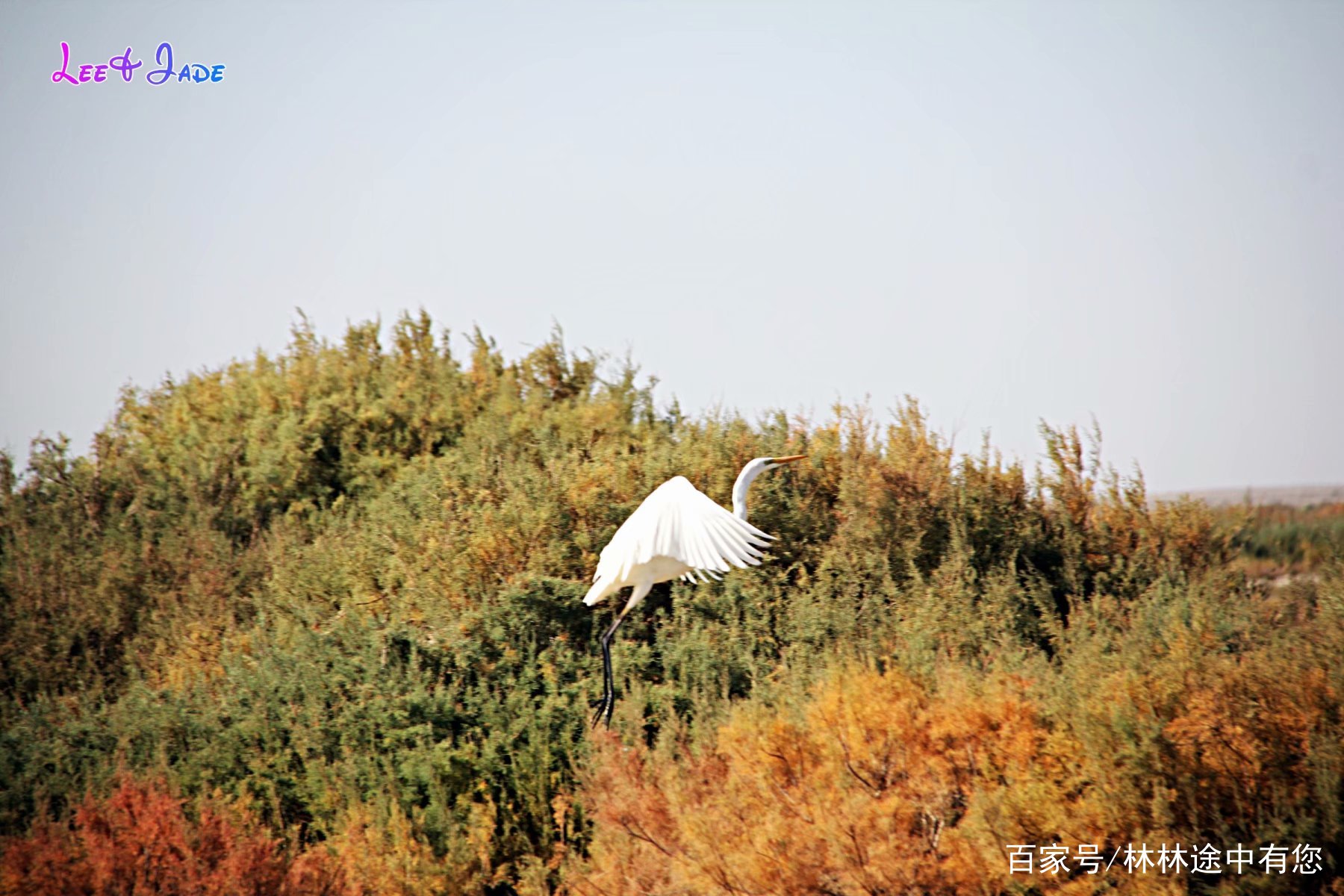 苍茫神奇的阿拉善 之十 探访居延海 百科ta说