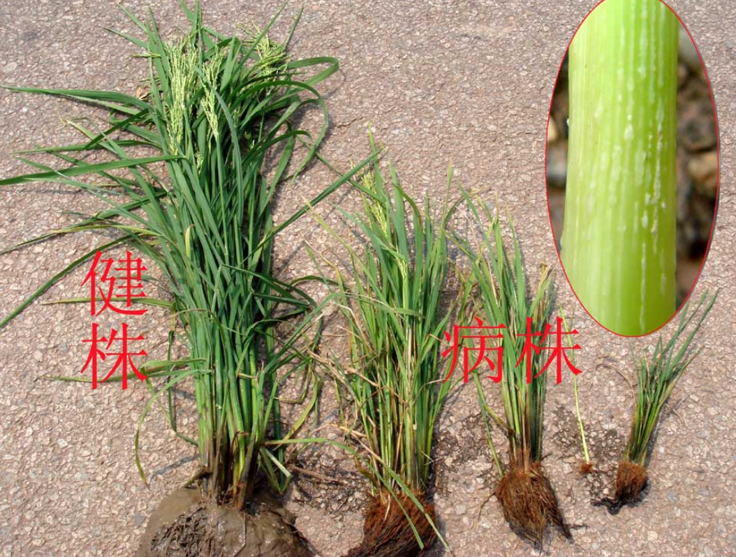  p>水稻普通矮缩病是由水稻普通矮缩病毒引起,发生在水稻的病害.