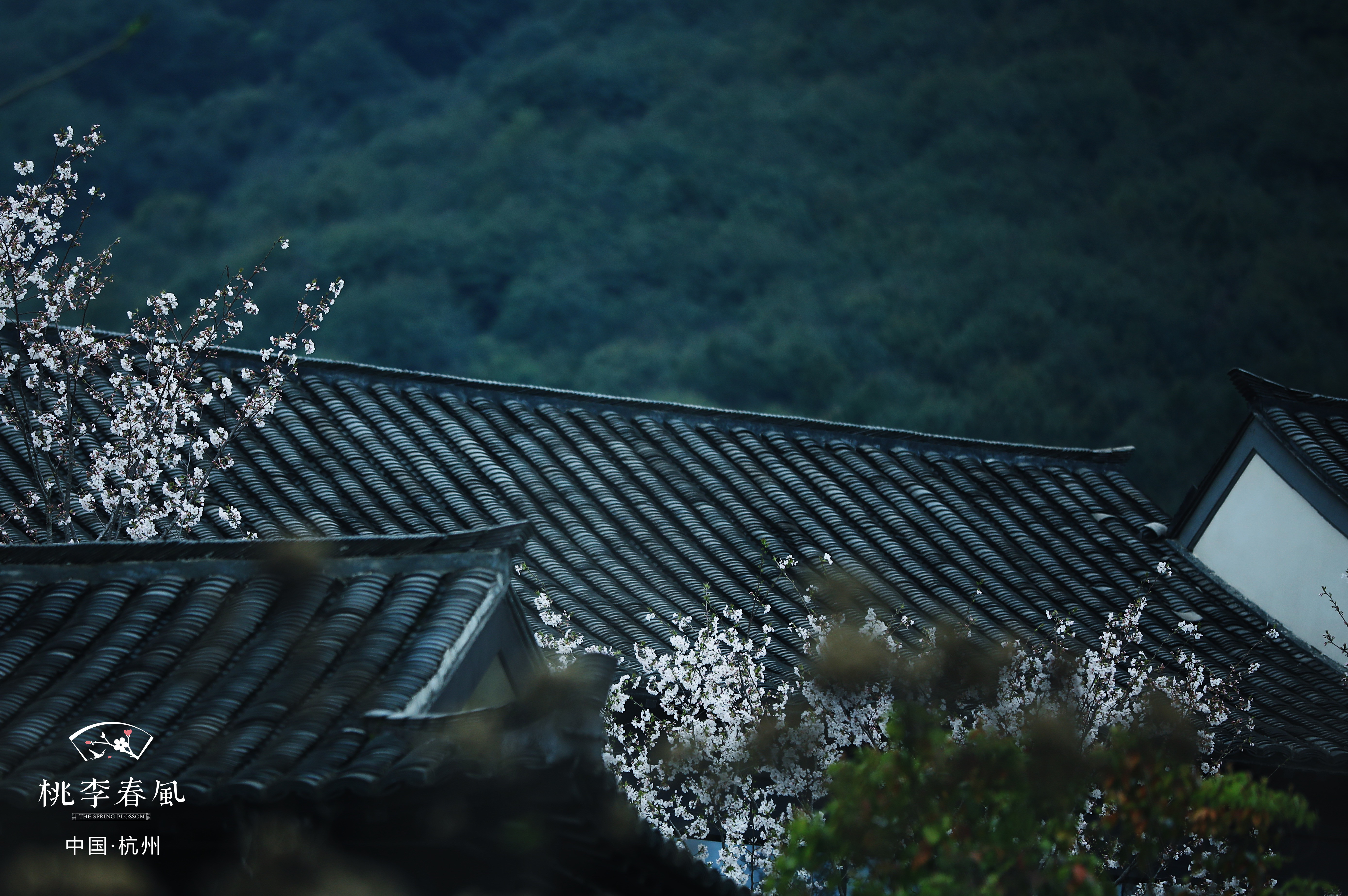 杭州桃李春风