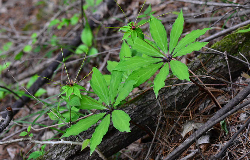 七叶一枝花（藜芦科重楼属植物）_百度百科