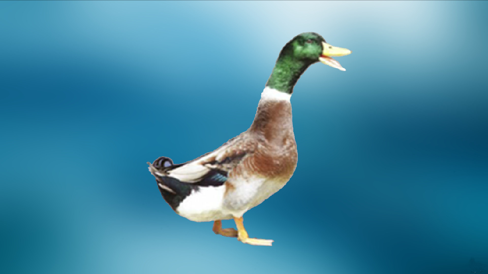 data-id="gnx1ovlpc4">广西小麻鸭主产于广西西江沿岸,母鸭多为麻花羽