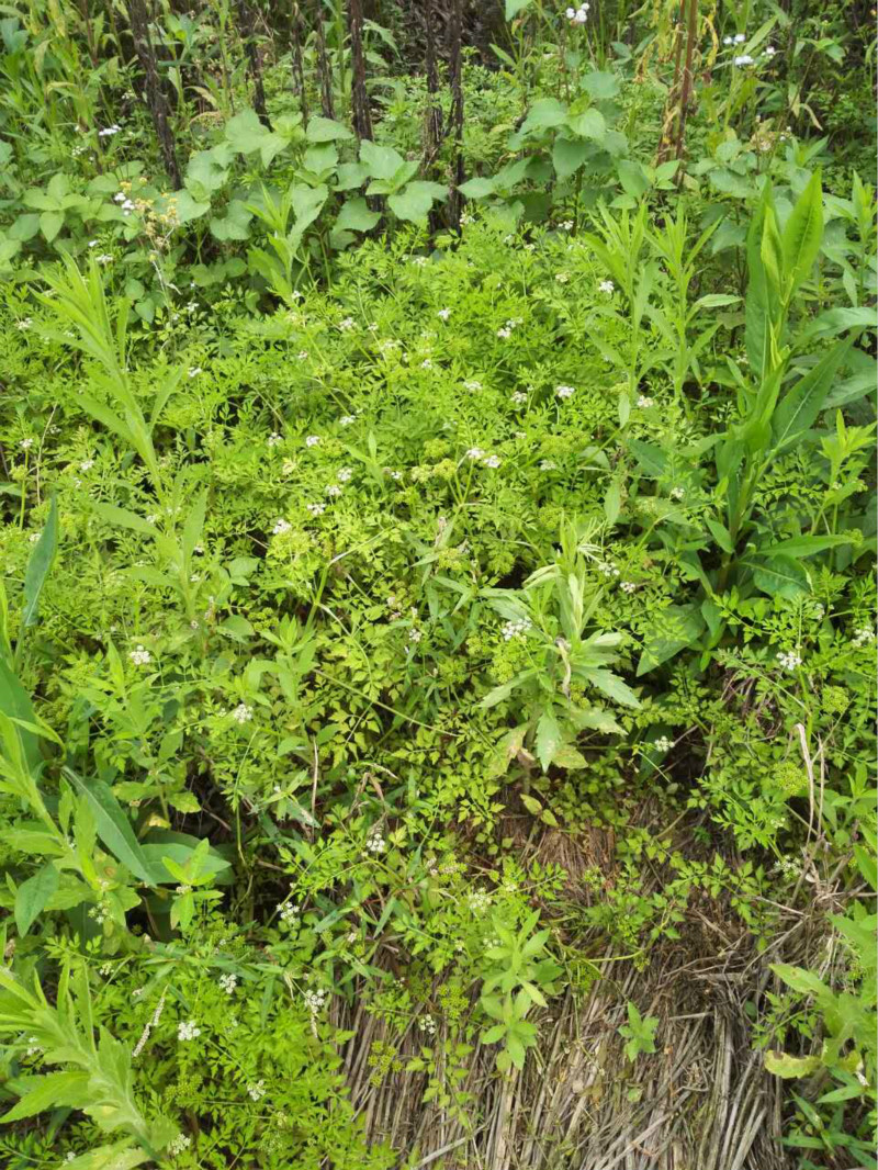 伞形科下一个属,是喜生于湿地或浅水中,有 a href="#" data-lemmaid=