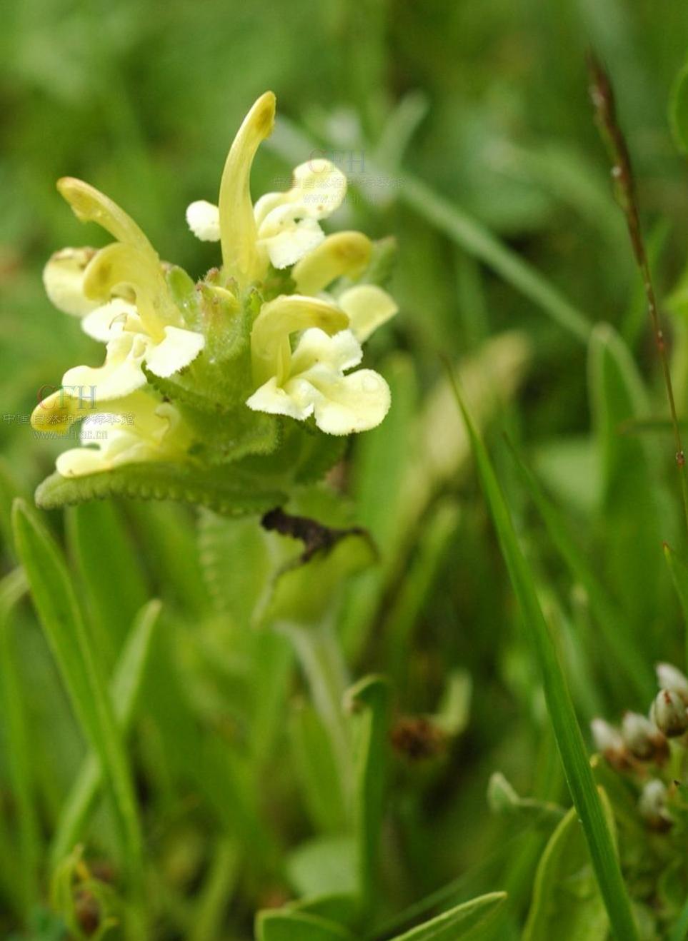  p>多齿马先蒿(学名: i>pedicularis polyodonta /i> li)玄参科马先蒿