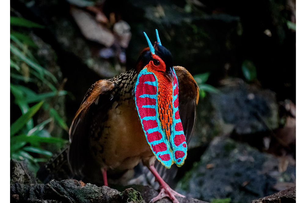 黄腹角雉广西亚种