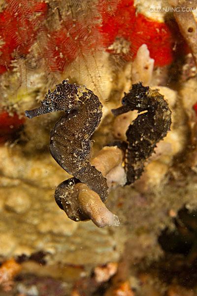  p>刺海马(学名: i>hippocampus histrix /i>)是海龙科,海马属动物.