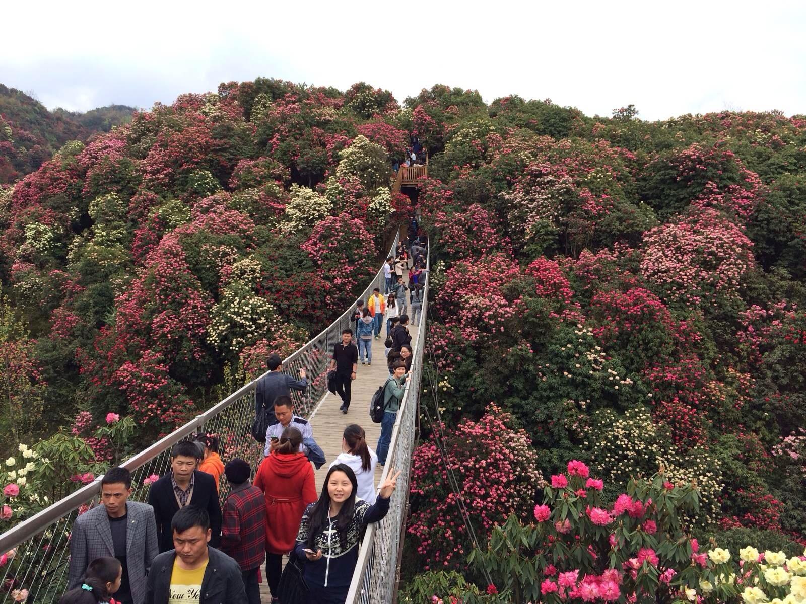 百里杜鹃风景区