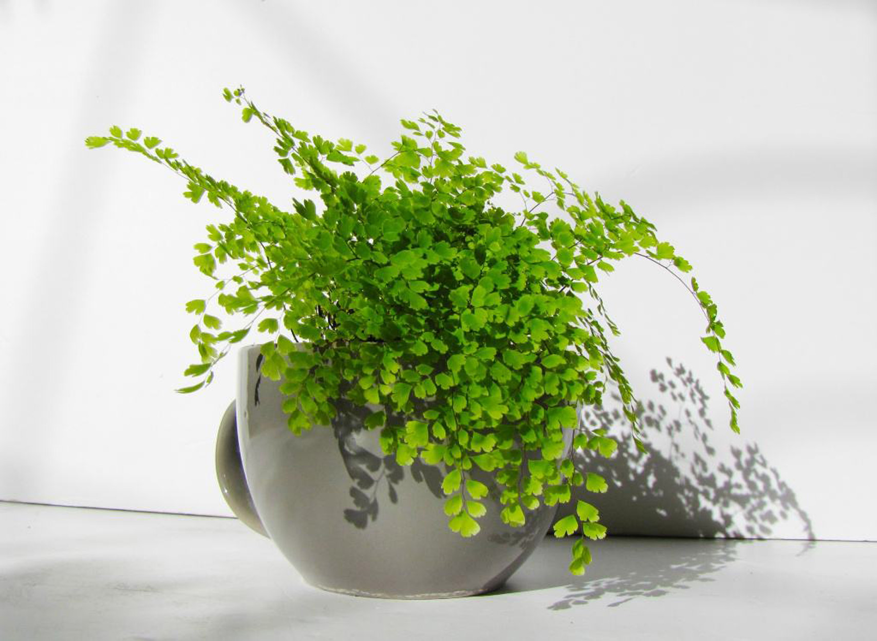  p>铁线蕨(学名: i>adiantum capillus-veneris /i> l.)是铁线蕨科.