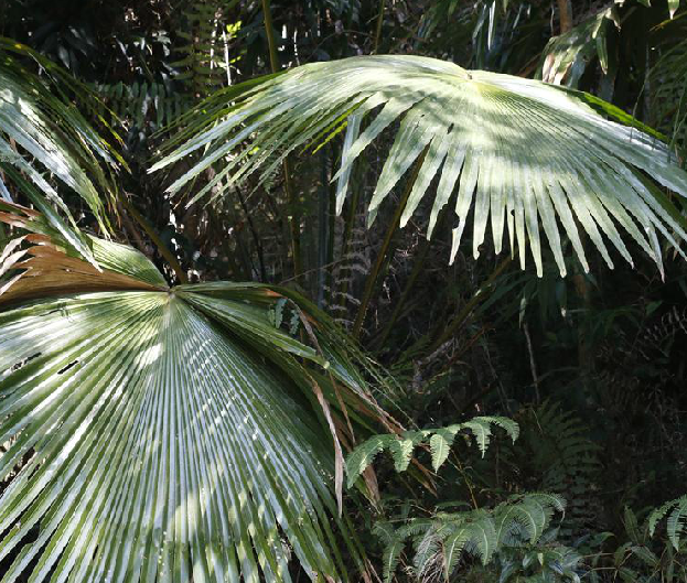  p>大叶蒲葵( i>livistona saribus /i> (lour.) merr. ex a. chev.