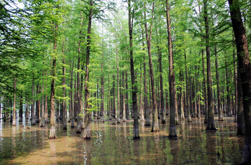  p>水杉(学名: i>metasequoia glyptostroboides /i> hu & w. c.