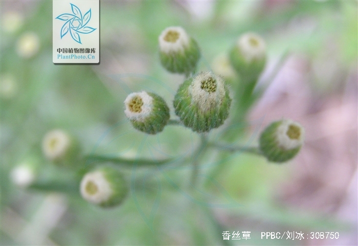 p>香丝草(学名:conyza bonariensis i>(l.) cronq.
