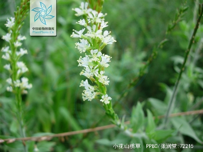  p> a href="#" data-lemmaid="2873452">小花山桃草 /a>,拉丁文名