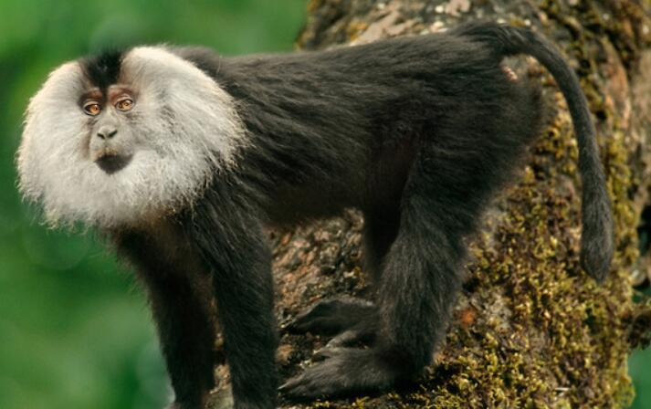 liontail macaque