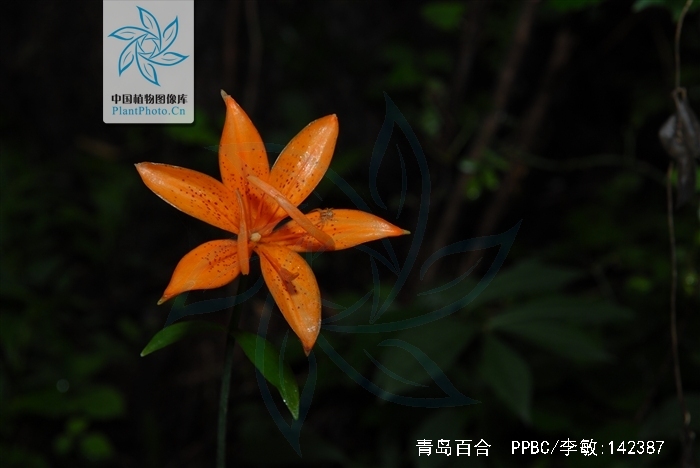  p>青岛百合(学名: i>lilium tsingtauense /i>)又名 a target="