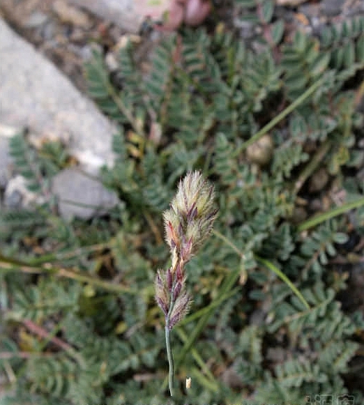  p>梭罗草(学名: i>roegneria thoroldiana /i> (oliv.