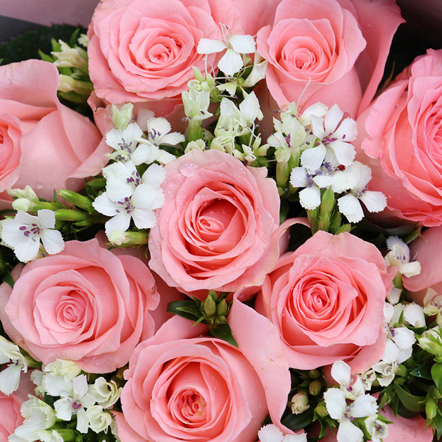  p data-id="tygbfmsfxnik">粉玫瑰,是蔷薇科蔷薇属的落叶直立丛生