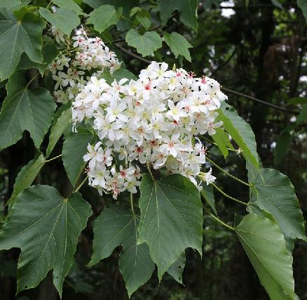  p>木油桐(学名: i>vcmicia montana /i> lour.