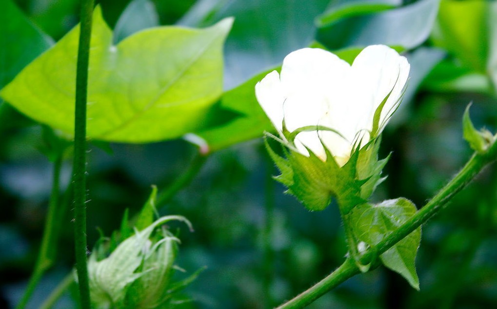 常异花授粉植物