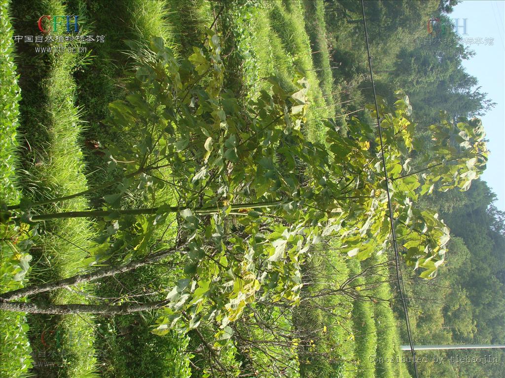 triplochitin scleroxylon