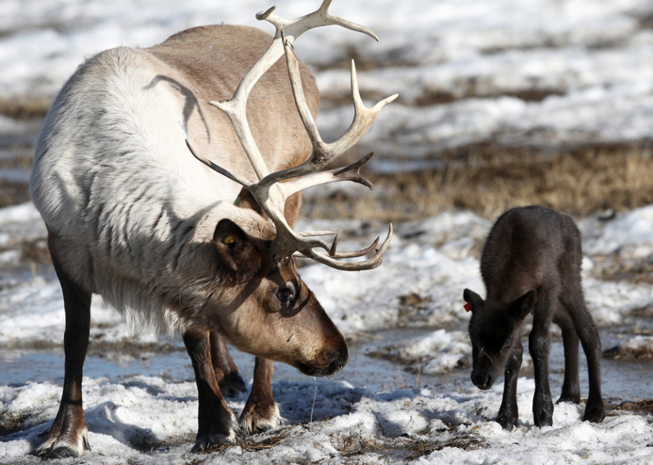 头似马,身似驴,角有许多叉枝,蹄宽大如牛,与麋鹿同有"四不像"的俗称